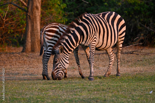 A Zebra and a young zebra calf walking and grazing at Pazuri Outdoor Park  close by Lusaka in Zambia