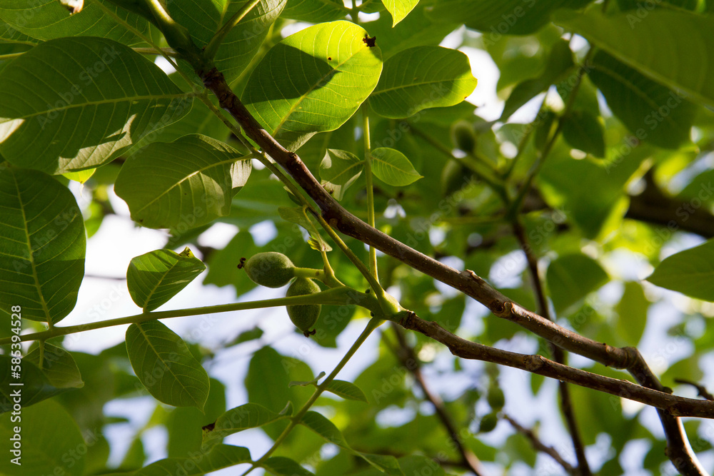 The common walnut fruit , green, not ripe yet, on the tree with sun shining through
The common walnut fruit , green, not ripe yet, on the tree with sun shining through