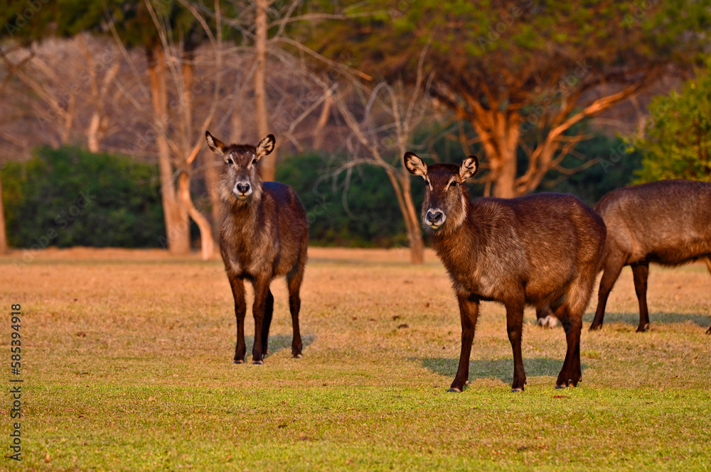 A group of ellipsiprymnus waterbucks at Pazuri outdoor park, closeby Lusaka, Zambia A group of ellipsiprymnus waterbucks at Pazuri outdoor park, closeby Lusaka, Zambia