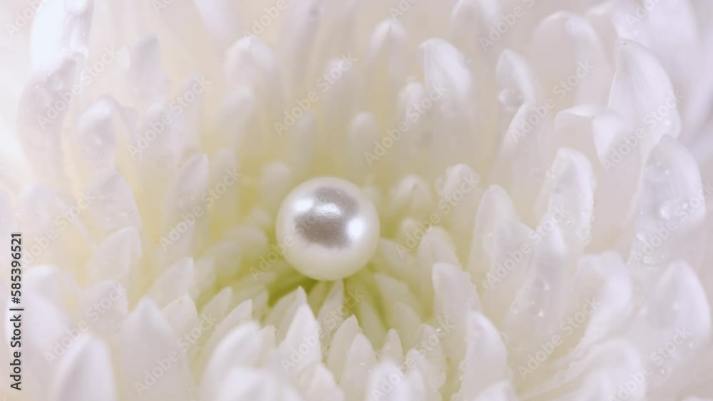Pearl in chrysanthemum