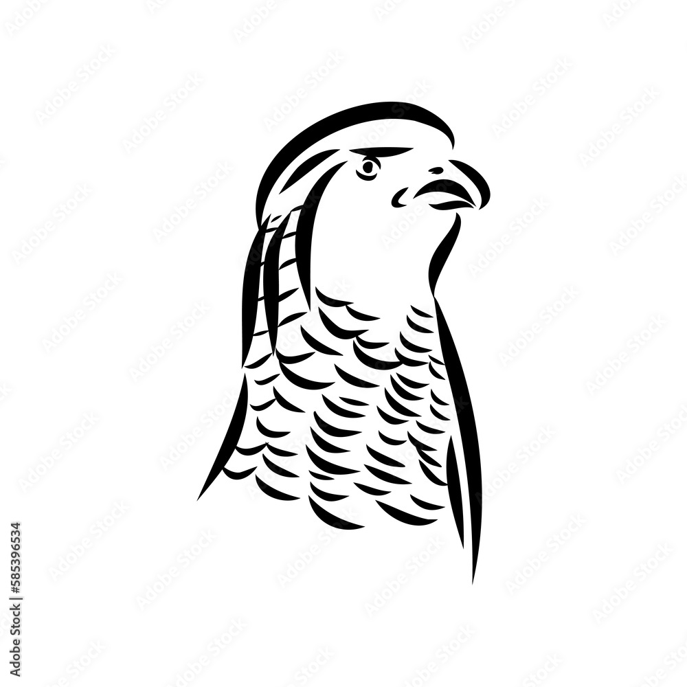 Hand drawn of an pheasant, sketch. Vector illustration isolated on a white background. Hand drawn of an pheasant, sketch. Vector illustration isolated on a white background.