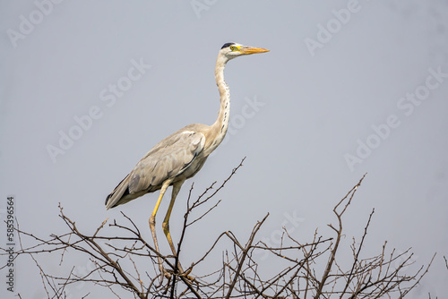 Grey Heron resting on the top of a dry tree