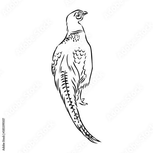 Hand drawn of an pheasant, sketch. Vector illustration isolated on a white background.