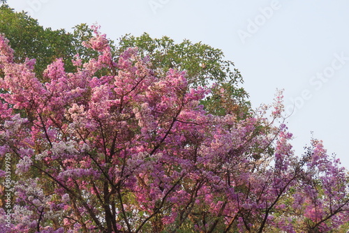 Lagerstroemia loudonii Teijsm. & Binn. photo