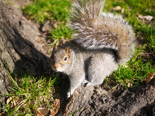 squirrel in the park