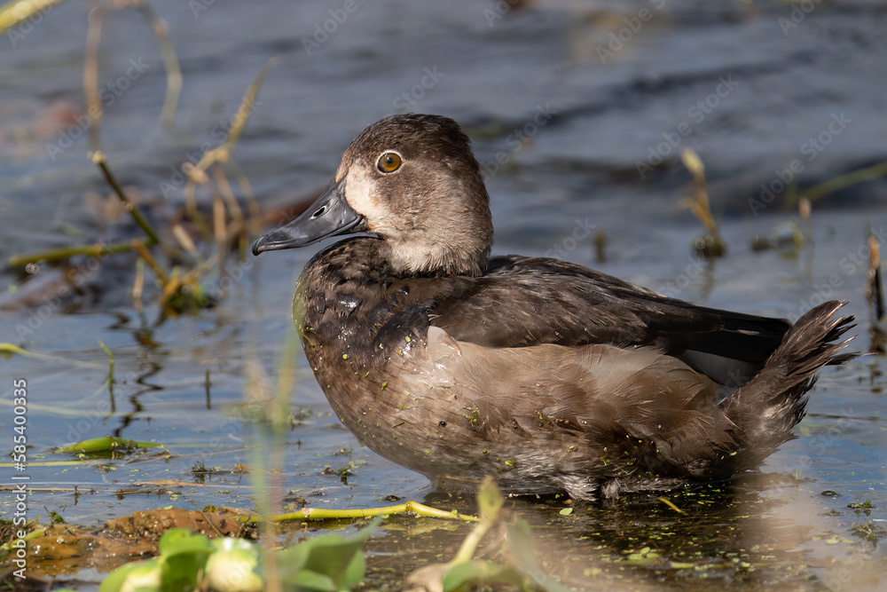 Fototapeta premium Ring-necked Duck