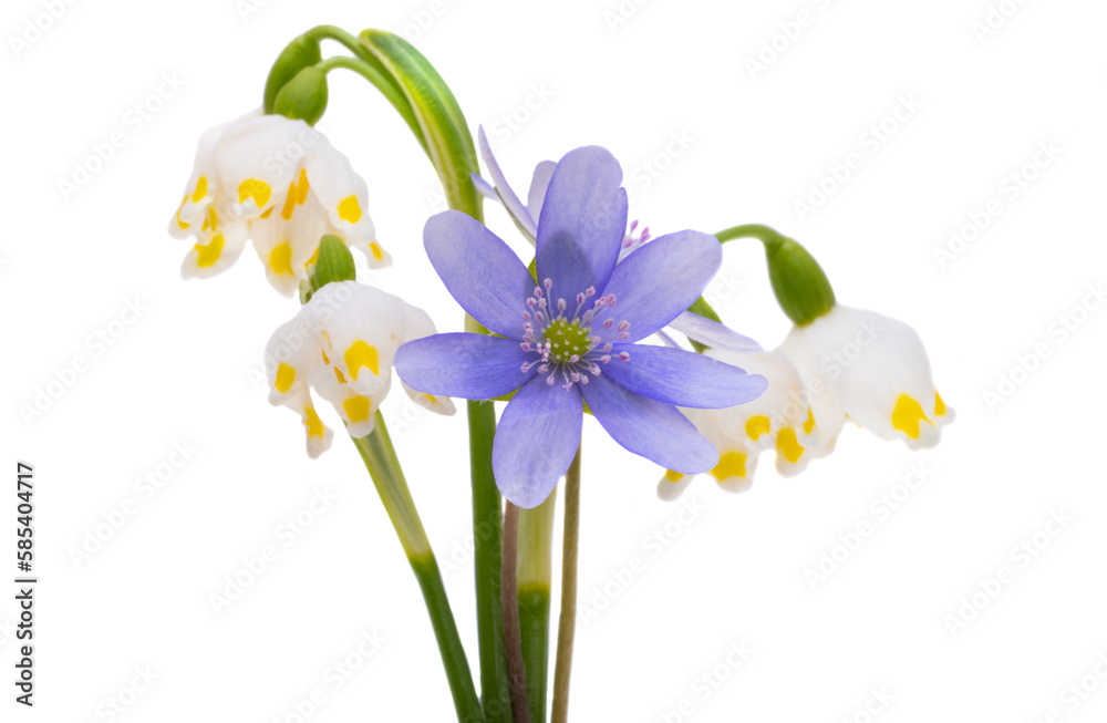 first spring flowers isolated