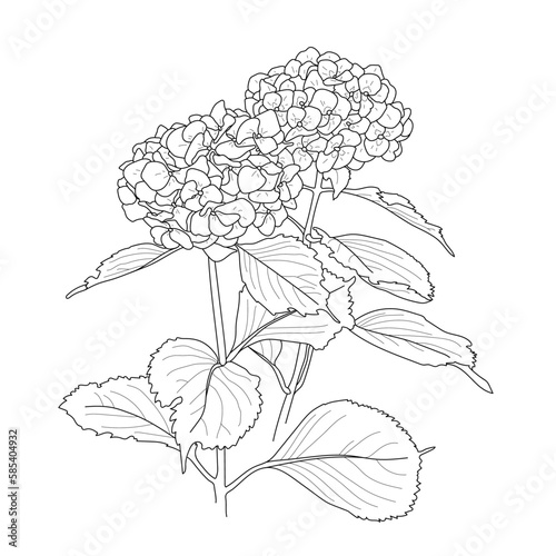 Fototapeta Naklejka Na Ścianę i Meble -  Hydrangea blooming.Vector black and white illustration.