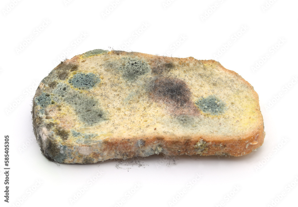 Piece of moldy bread.