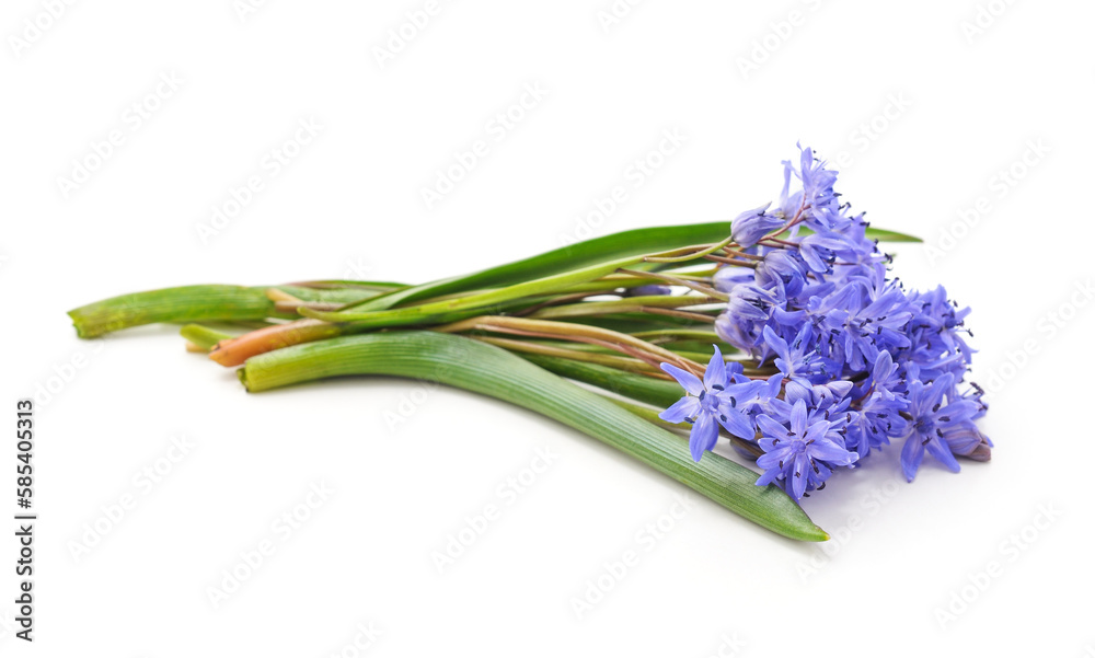Fototapeta premium Bouquet of blue primrose.