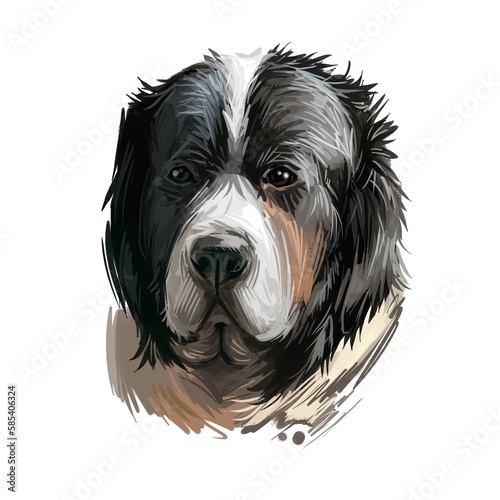 Pyrenean Mastiff dog portrait isolated on white. Digital art illustration of hand drawn dog for web, t-shirt print and puppy food cover design. Mostin do Pireneu, large breed from Pyrenees in Spain.