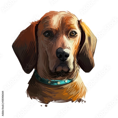 Redbone Coonhound dog portrait isolated on white. Digital art illustration of hand drawn dog for web, t-shirt print and puppy food cover design. Reds breed of dog used for hunting, Redbone Coonhound. photo