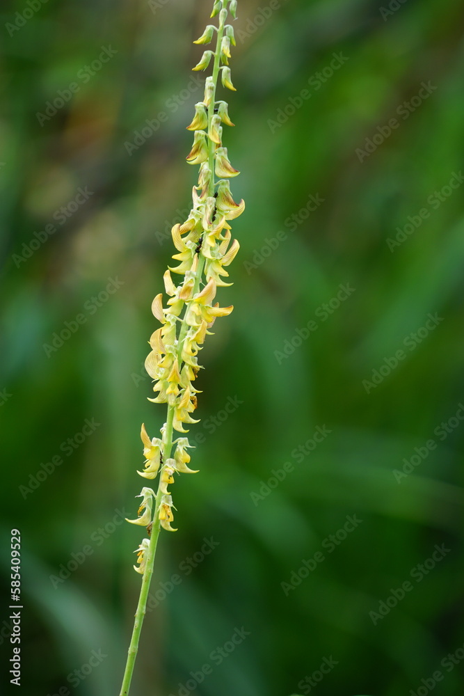 Crotalaria Pallida (smooth crotalaria) in nature. In traditional medicine, the plant is used to treat urinary problems and fever Crotalaria Pallida (smooth crotalaria) in nature. In traditional medicine, the plant is used to treat urinary problems and fever