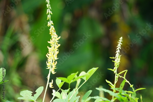 Crotalaria Pallida (smooth crotalaria) in nature. In traditional medicine, the plant is used to treat urinary problems and fever