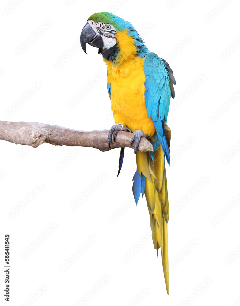 Parrot / transparent background