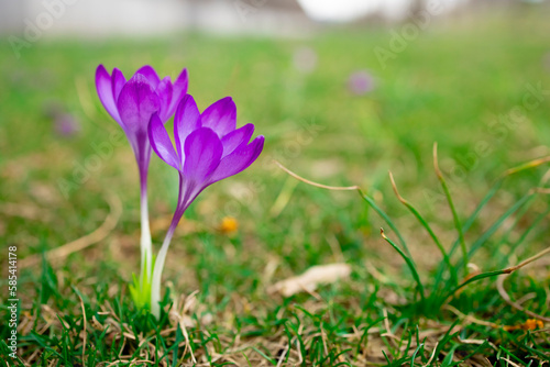 The awakening of nature in spring. A beautiful bright purple flower on a background of green grass. The arrival of warmth and colorful flowering.