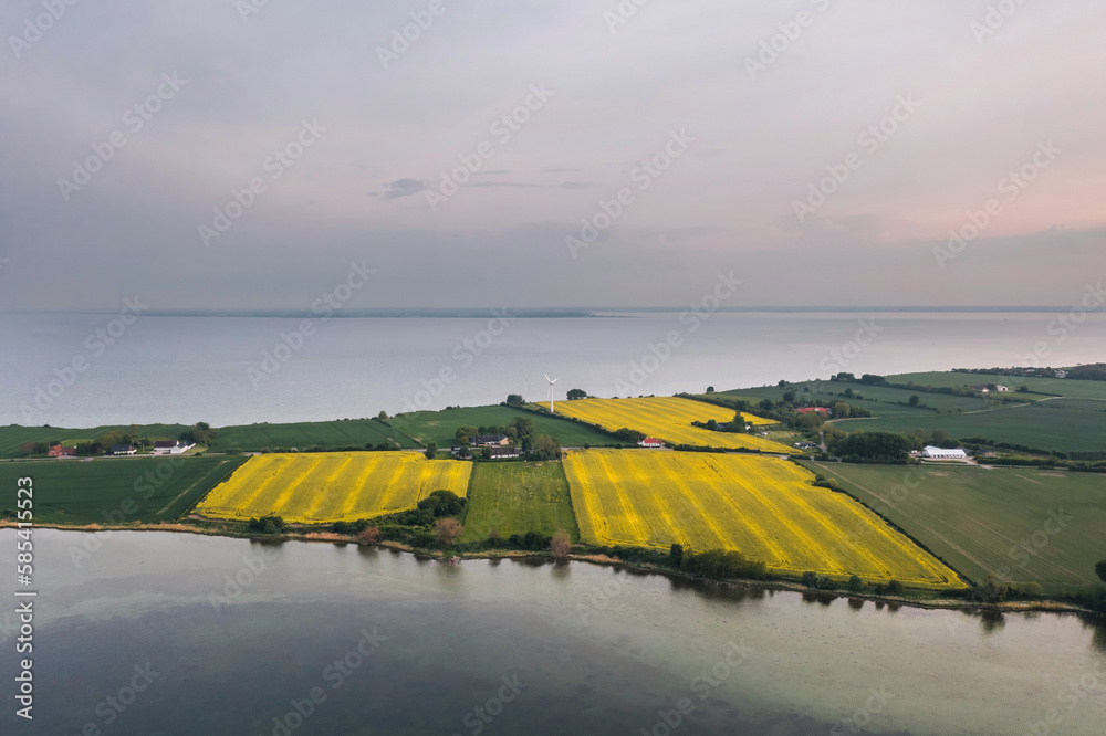 Scenic nature landscape: aerial view of the rape (rapeseed) field on the inhabited island surrounded by sea. Kegnæs, Sydals, Denmark