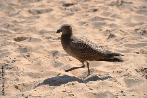 Black seagull walking on the beach