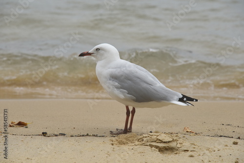 A seagull resting in front of water waves at the beach