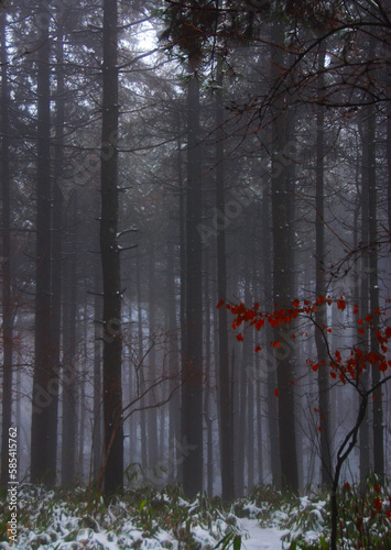 Foggy forest of tall trees and red leaves covered with snow