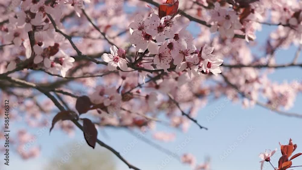 Pink flowers swaying on tree branches against blue sky, spring blossom video Pink flowers swaying on tree branches against blue sky, spring blossom video
