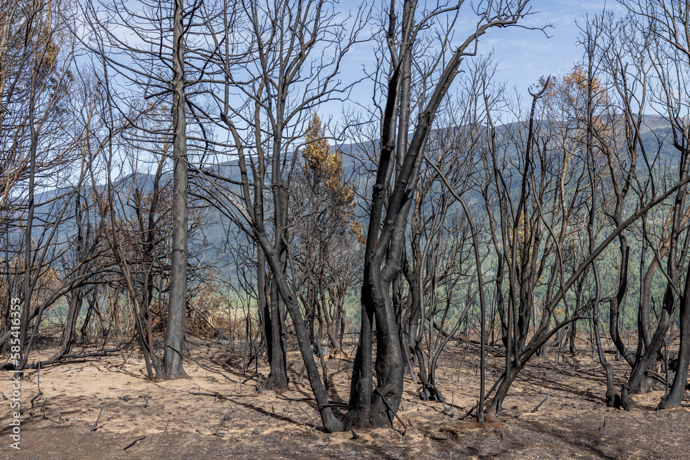 Forest near El Bolsón after a wildfire - traveling Patagonia in summer; Argentina, South America Forest near El Bolsón after a wildfire - traveling Patagonia in summer; Argentina, South America