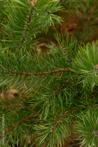 Pine tree evergreen fir branch close up