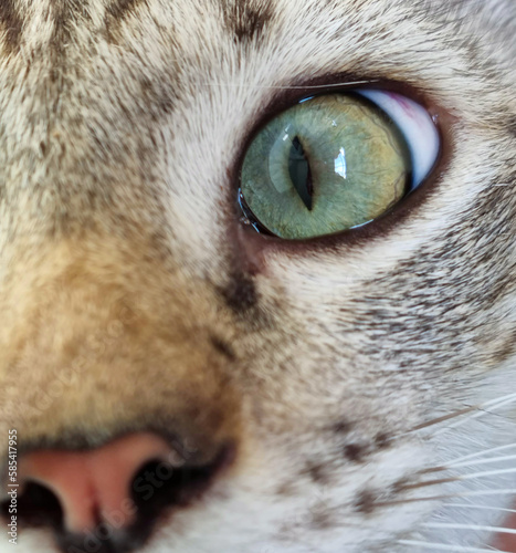 Close-up of my domestic cat with light green eyes that show ovoid eyes.