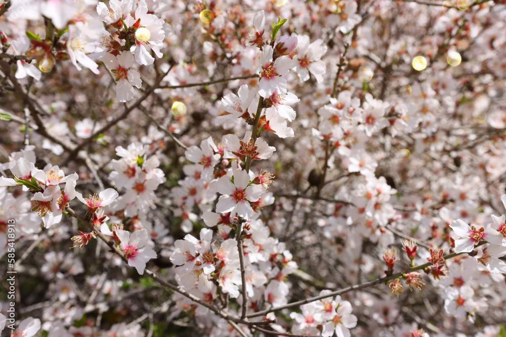 background of spring almond blossoms tree. selective focus background of spring almond blossoms tree. selective focus