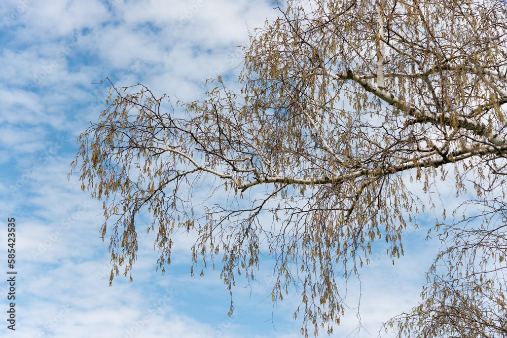 birch tree branch with spring catkins on a cloudy blue sky