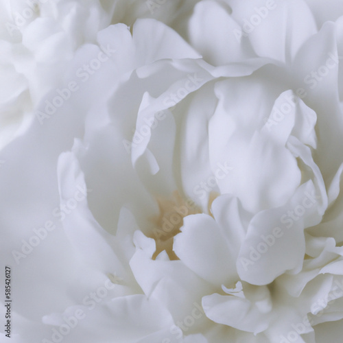 Beautiful white peony flowers close up. Peony is a genus of herbaceous perennials and deciduous shrubs, tree-like peonies. Peony family Paeoniaceae. Fragrant bouquet © Iuliia