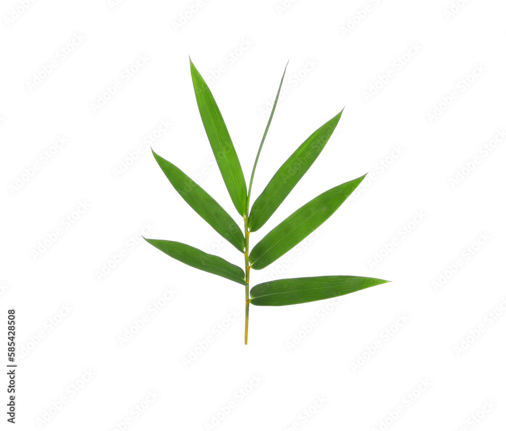 Bamboo leaf green isolated on transparent png