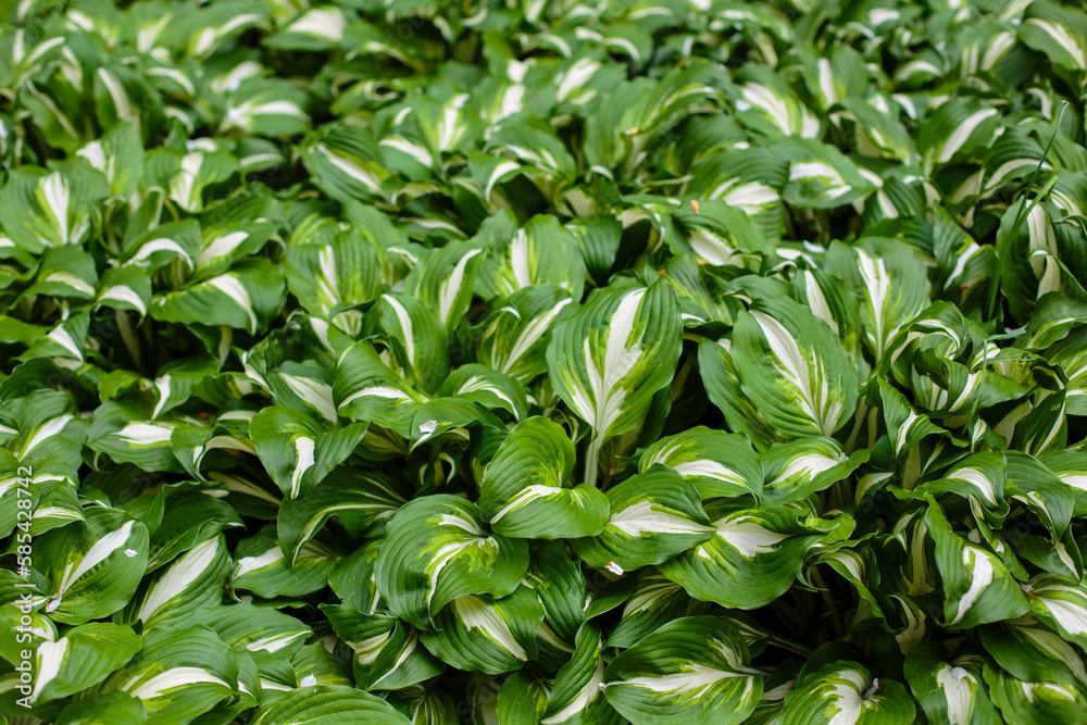 Hosta Plant in garden. Beautiful blooming hosts in the garden. Hostа plant for the shady garden. Green hostа in the Park Hosta Plant in garden. Beautiful blooming hosts in the garden. Hostа plant for the shady garden. Green hostа in the Park
