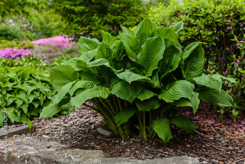Foto Hosta Plant in garden
