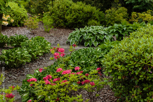Hosta Plant in garden. Beautiful blooming hosts in the garden. Hostа plant for the shady garden. Green hostа in the Park
