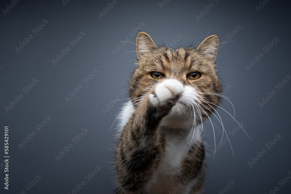 tabby white british shorthair cat raising paw reaching out looking at camera. studio portrait on gray background with copy space