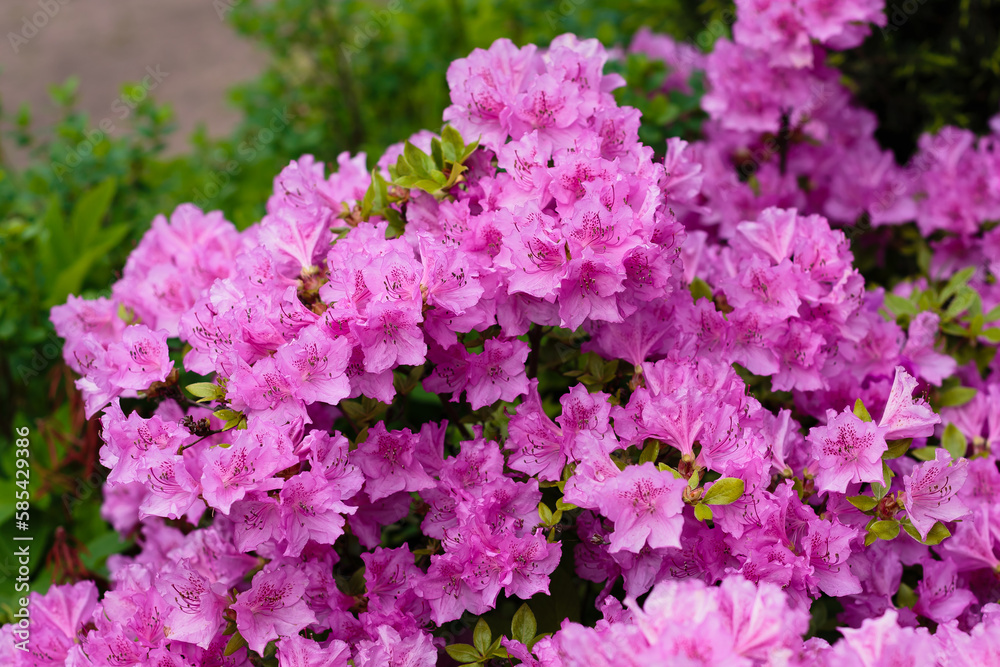 Rhododendron poukhanense in bloom in spring garden Rhododendron poukhanense in bloom in spring garden