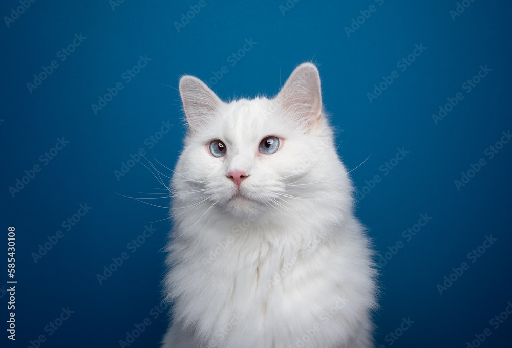 white ragdoll cat with blue eyes portrait on blue background with copy space