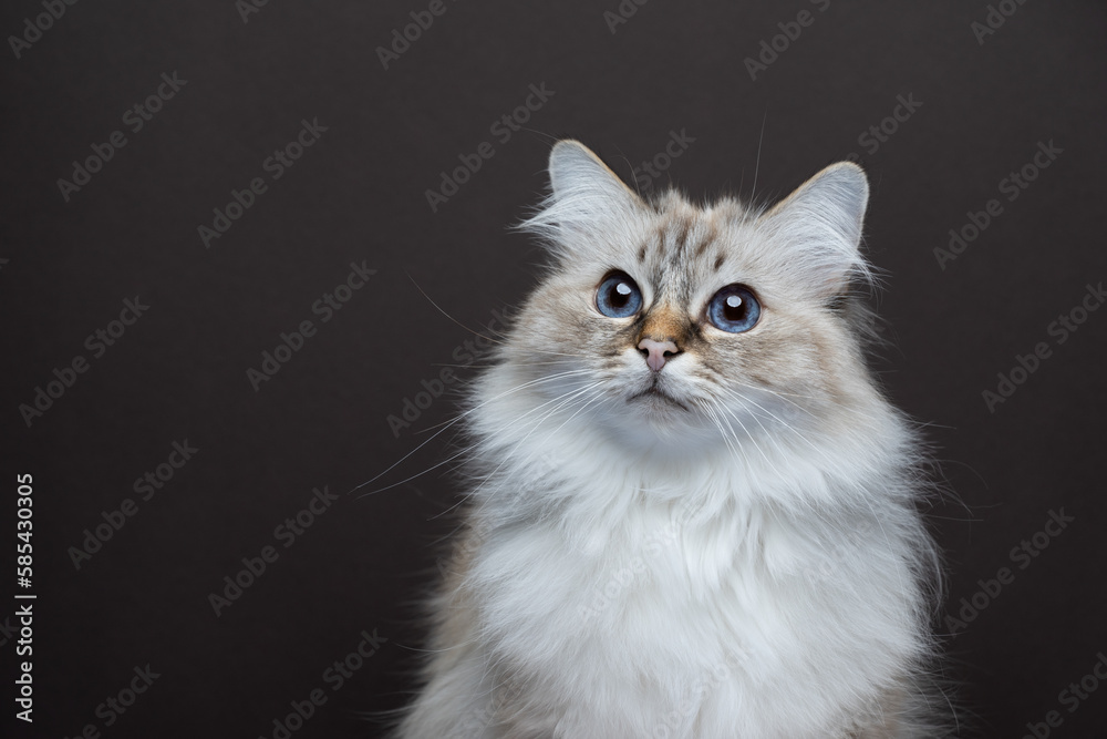 fluffy birman cat looking curiously. portrait on brown background with copy space