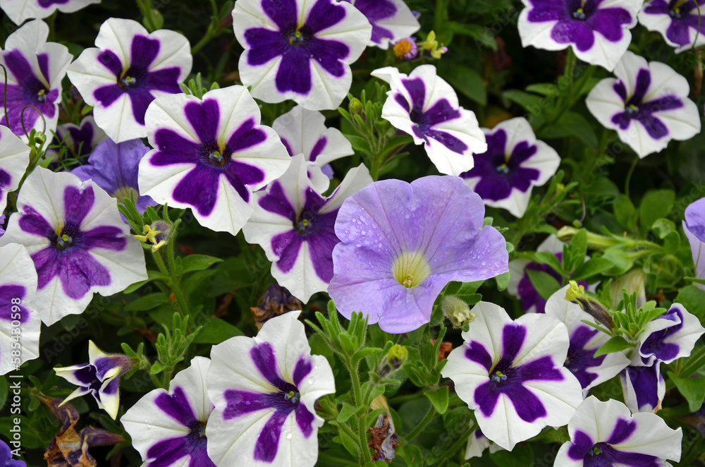 Purple and white petunia flowers