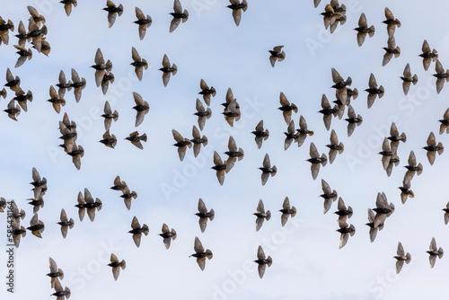 Bilde på lerret Flock of starling birds Sturnus vulgaris in flight with open wing silhouettes against blue sky