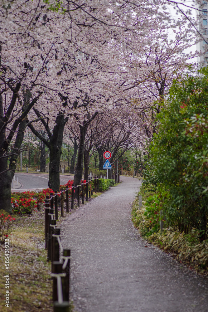 雨が降る東京港区赤坂5丁目の風景と桜並木