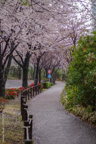 雨が降る東京港区赤坂5丁目の風景と桜並木