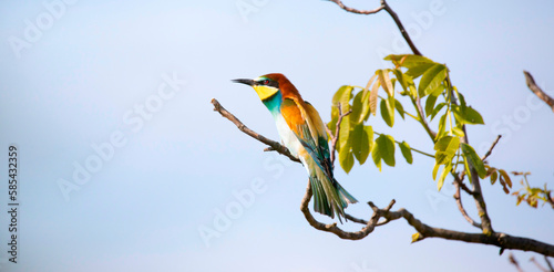 European bee-eater sits on a tree and looks for food. photo