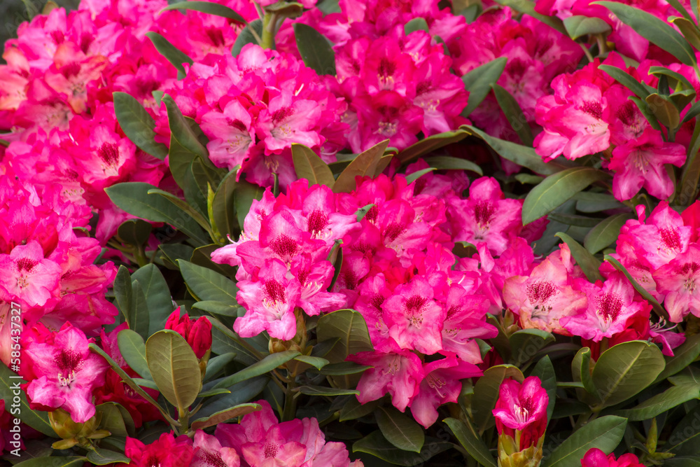 Blooming pink rhododendron flowers in a garden