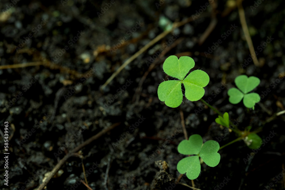 Green background with three-leaved shamrocks, Lucky Irish Four Leaf Clover in the Field for St. Patricks Day holiday symbol. with three-leaved shamrocks, St. Patrick's day holiday symbol, earth day. Green background with three-leaved shamrocks, Lucky Irish Four Leaf Clover in the Field for St. Patricks Day holiday symbol. with three-leaved shamrocks, St. Patrick's day holiday symbol, earth day.