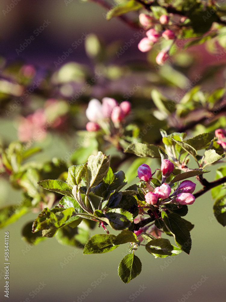 Obraz premium pink apple blossom