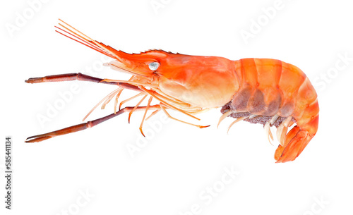 shrimp  isolated on transparent png