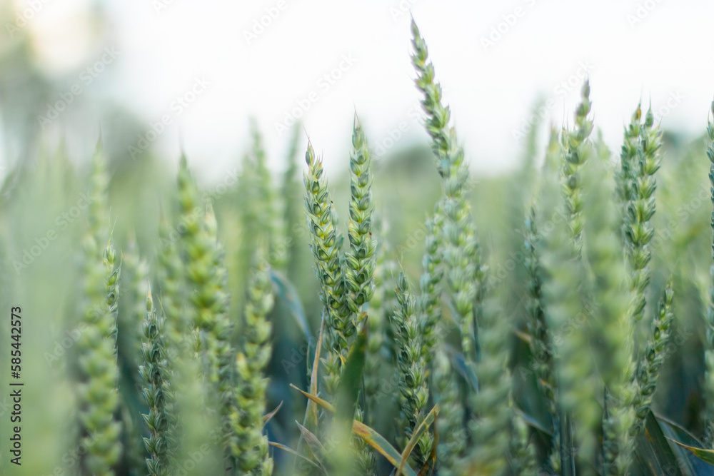 Wheat field image. View on fresh ears of young green wheat.