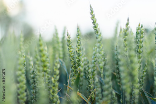 Wheat field image. View on fresh ears of young green wheat.